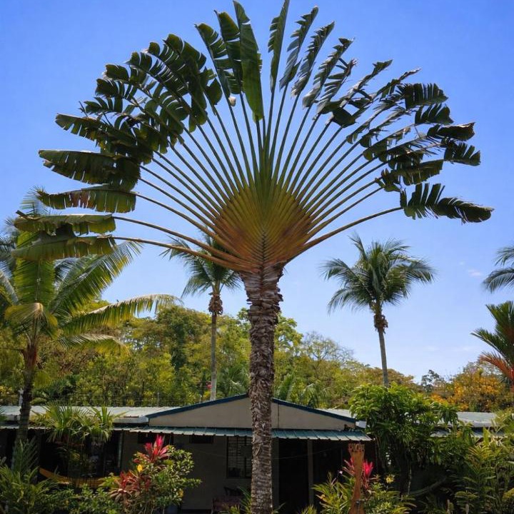 Photo of Others in Cahuita