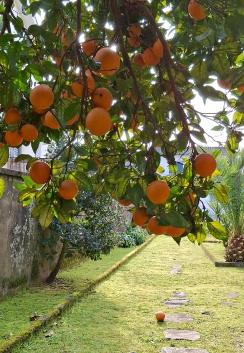 Photo of Outdoor in Santa Comba Dao