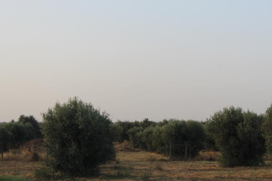 Photo of Others in Reguengos de Monsaraz