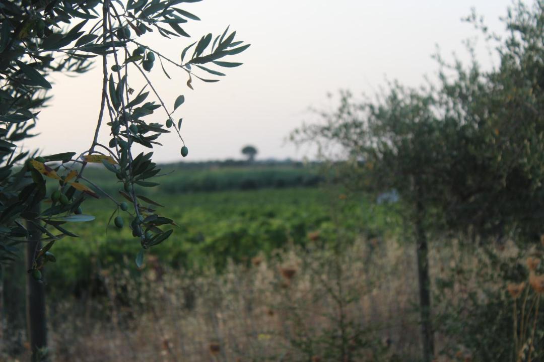 Photo of Others in Reguengos de Monsaraz