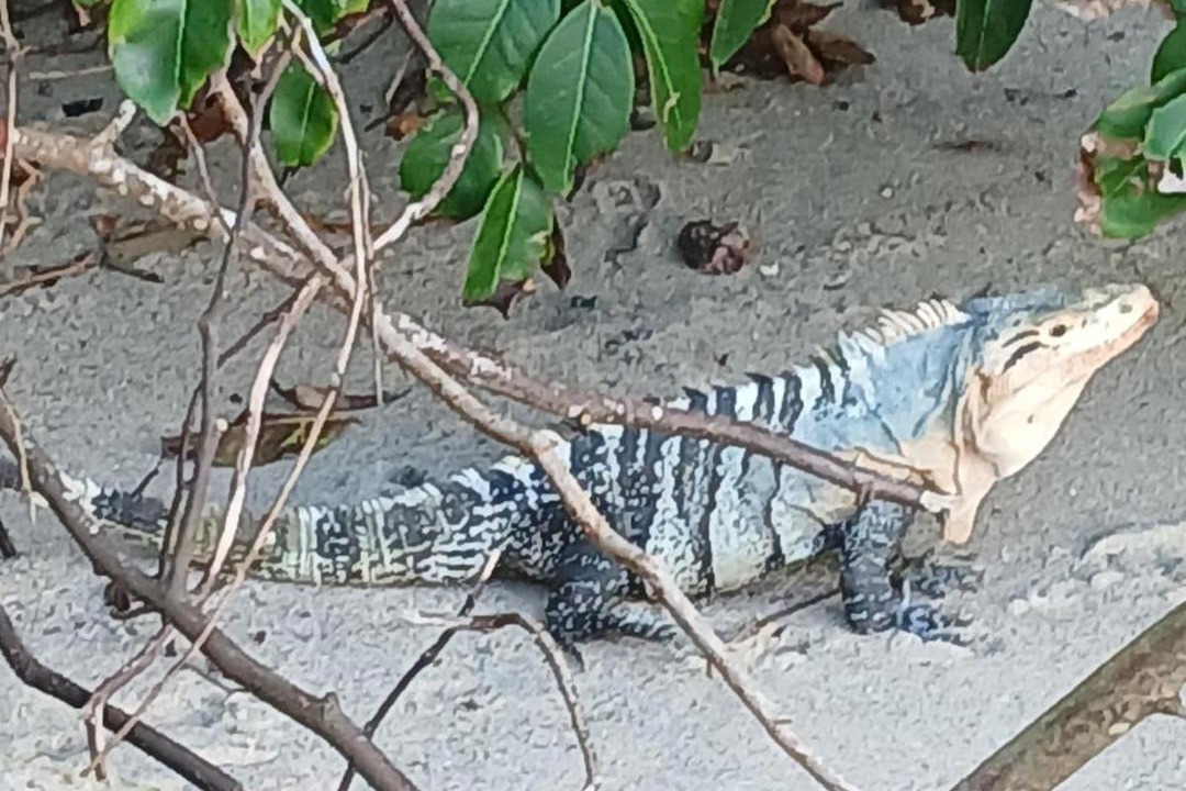 Photo of Others in Cahuita