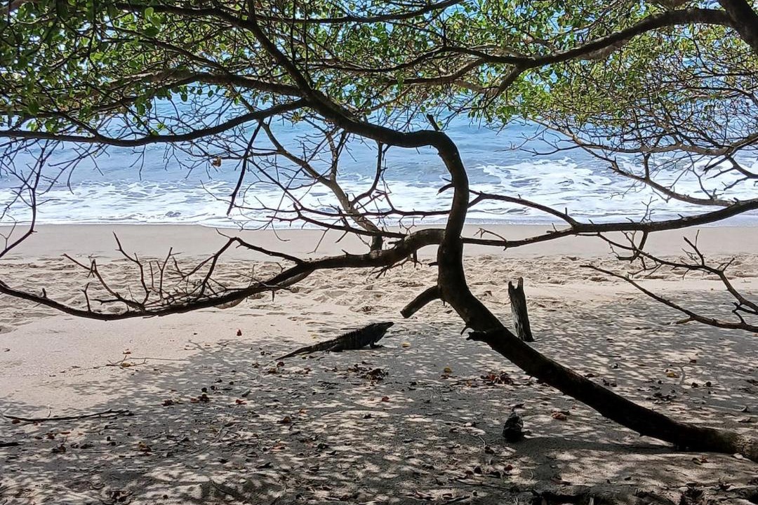 Photo of Others in Cahuita