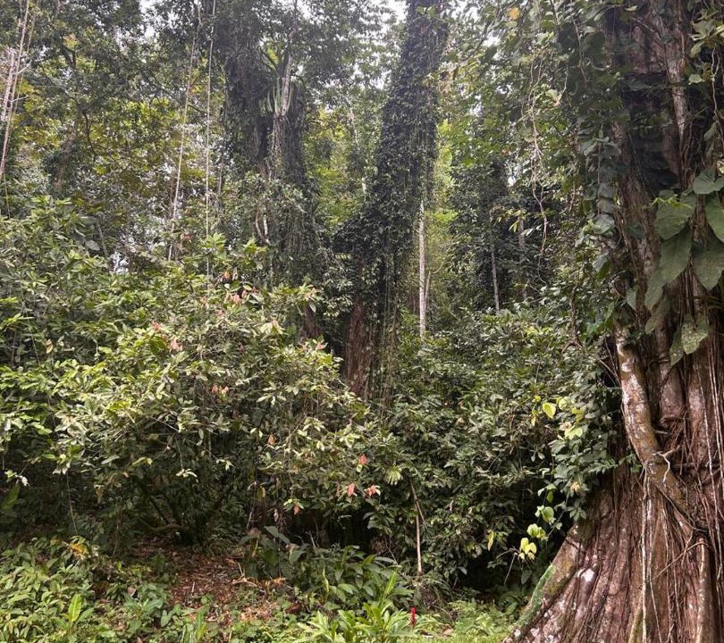 Photo of Others in Cahuita