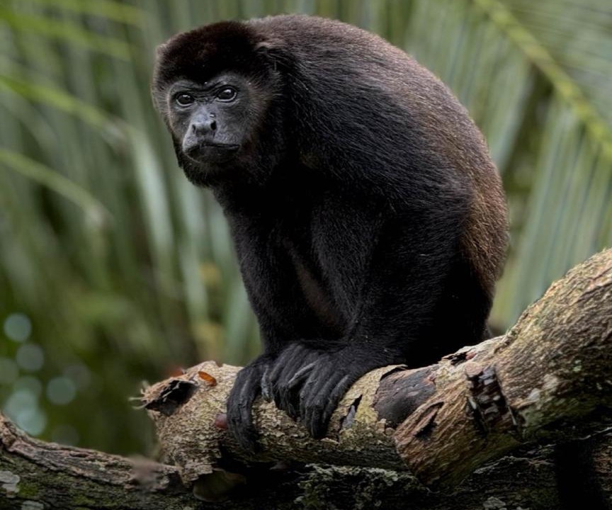 Photo of Human In Picture in Cahuita