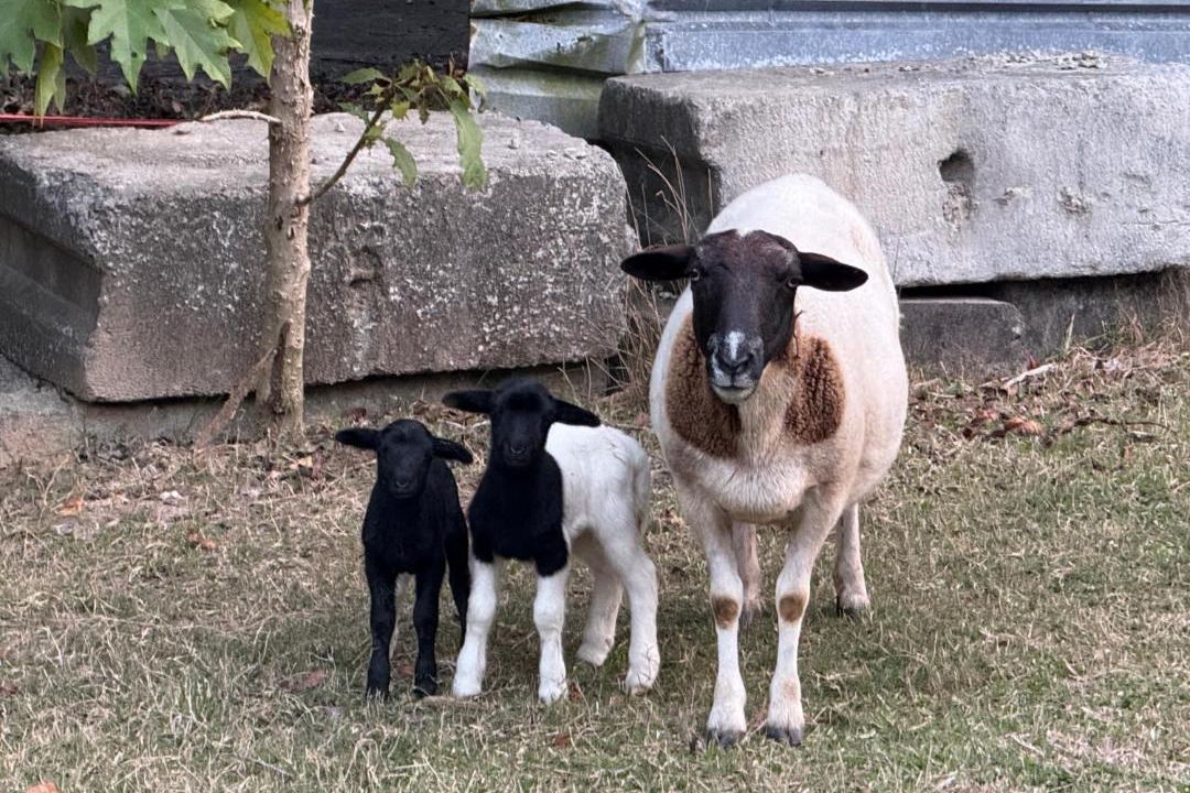 Photo of Others in Landsborough