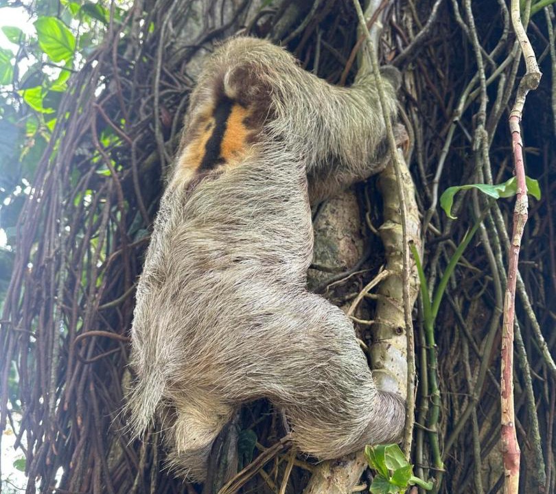 Photo of Others in Puerto Viejo de Talamanca