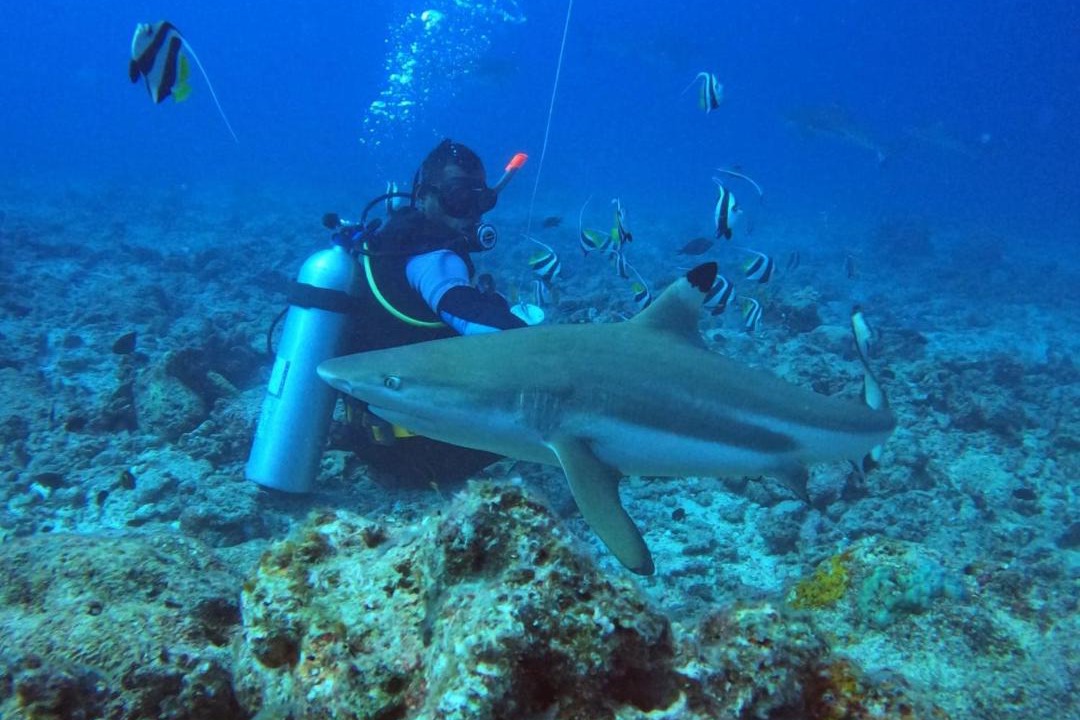 Photo of Human In Picture in Mana Island