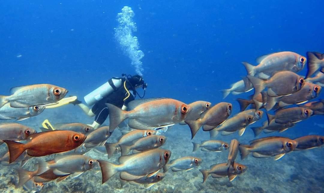 Photo of Human In Picture in Mana Island