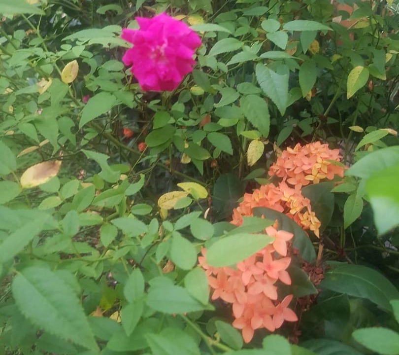Photo of Outdoor in Korolevu