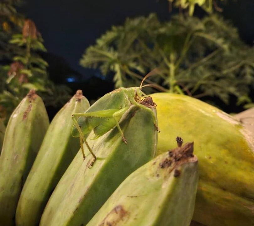 Photo of Others in Nicoya