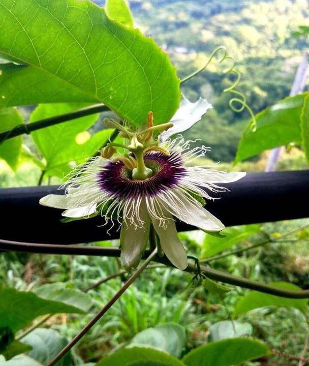 Photo of Others in Nicoya