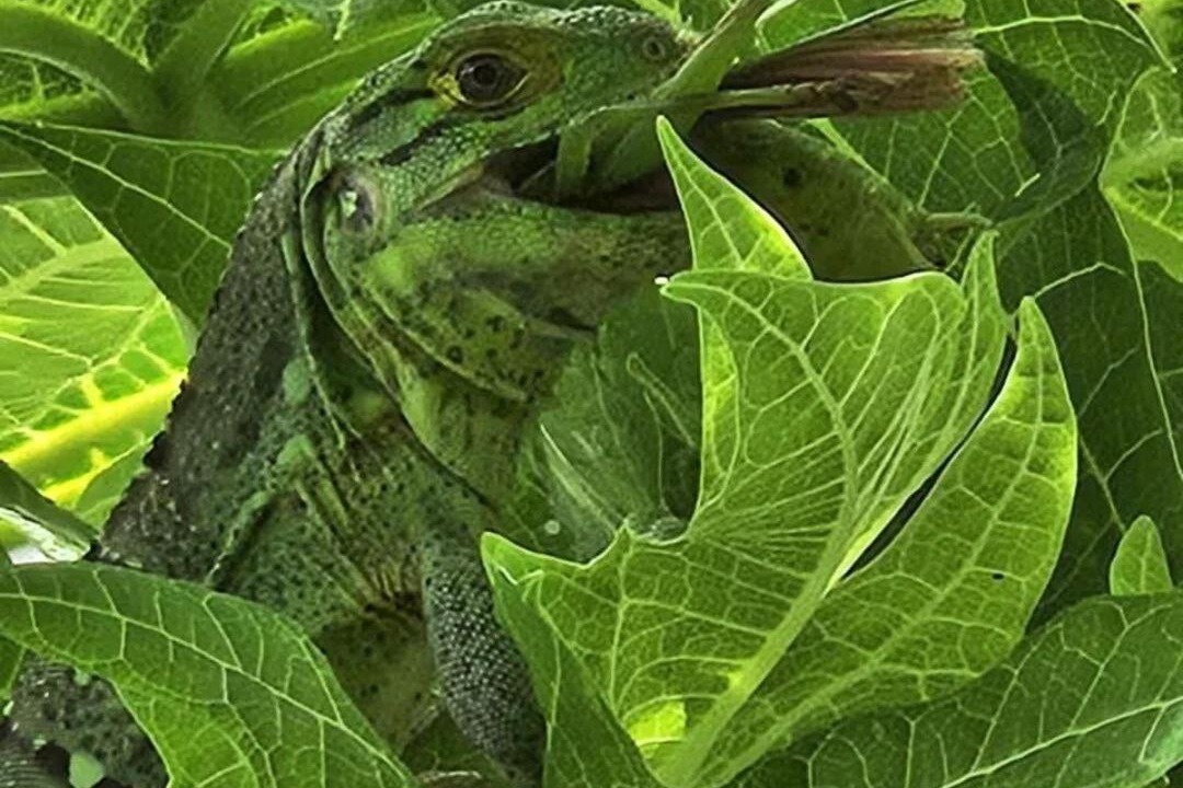 Photo of Others in Nicoya