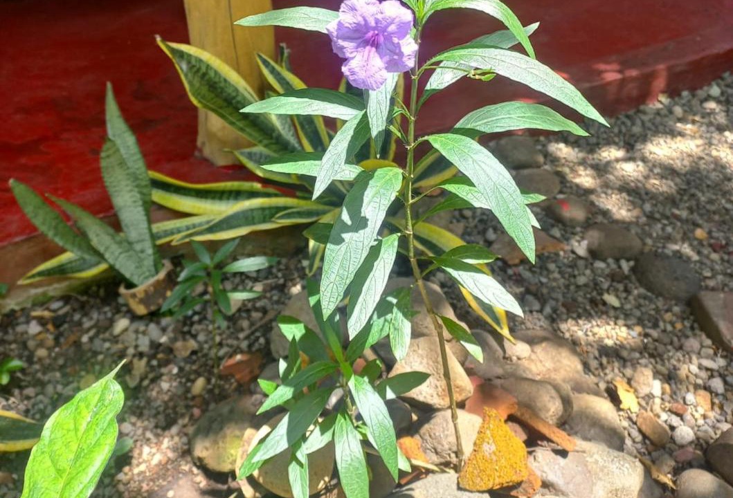 Photo of Outdoor in Balgue