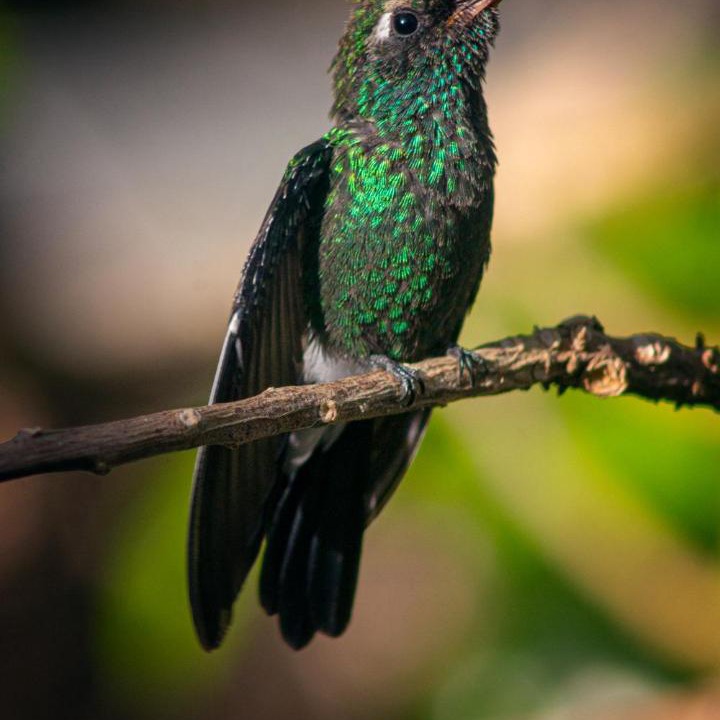 Photo of Others in Cahuita