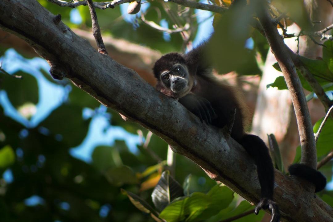 Photo of Others in Cahuita