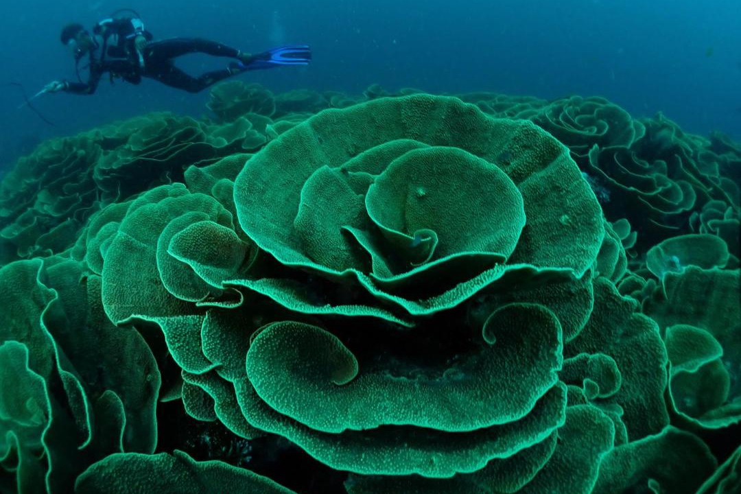 Photo of Others in Viani Bay