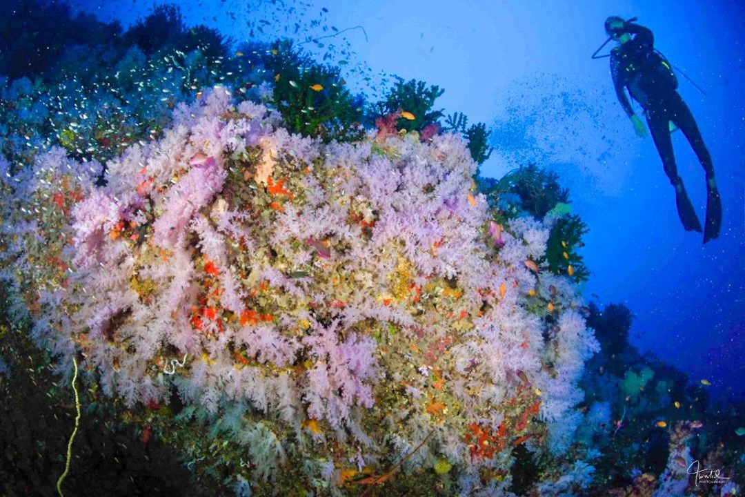Photo of Others in Viani Bay