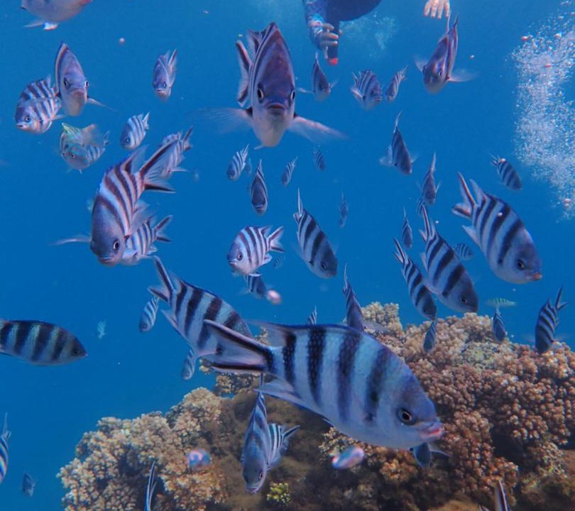 Photo of Others in Savusavu