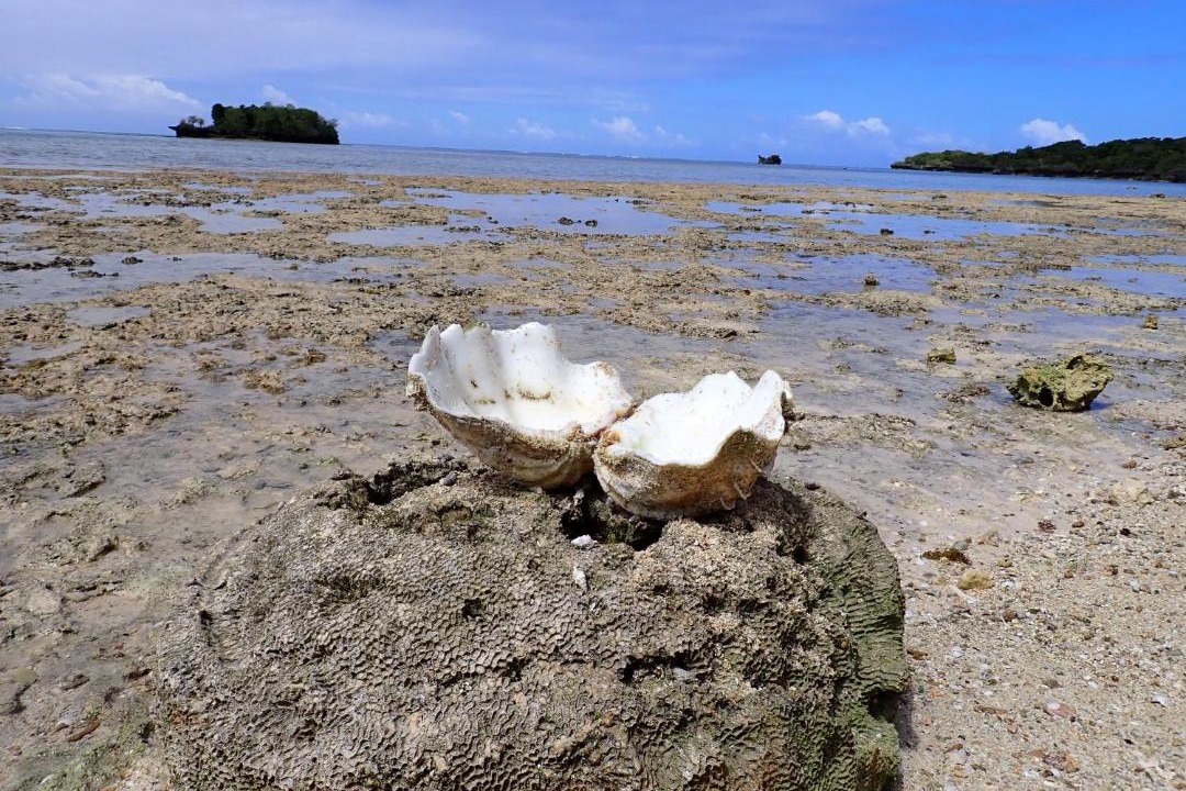 Photo of Others in Savusavu