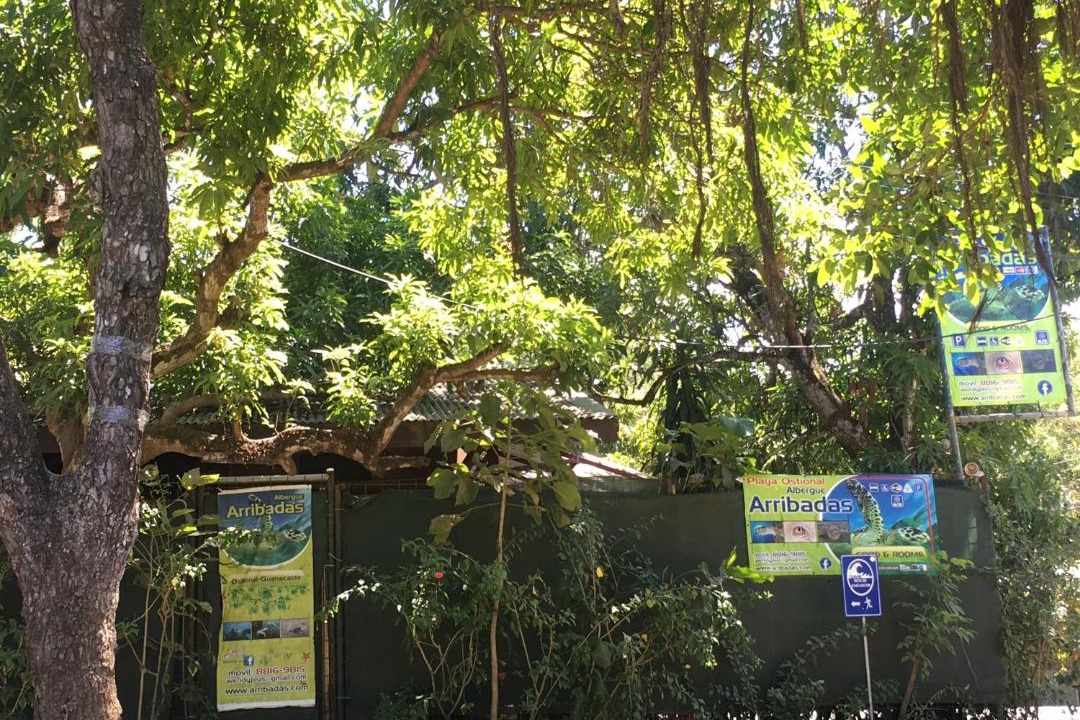 Photo of Outdoor in Ostional