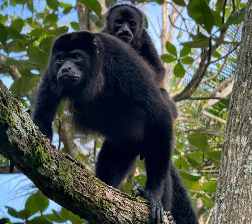 Photo of Others in Cahuita