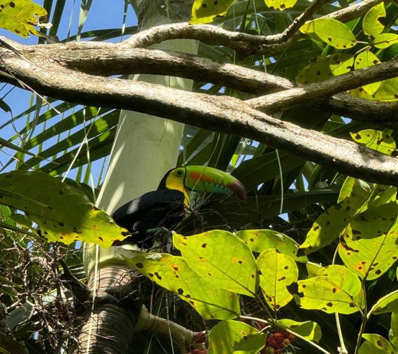 Photo of Others in Cahuita