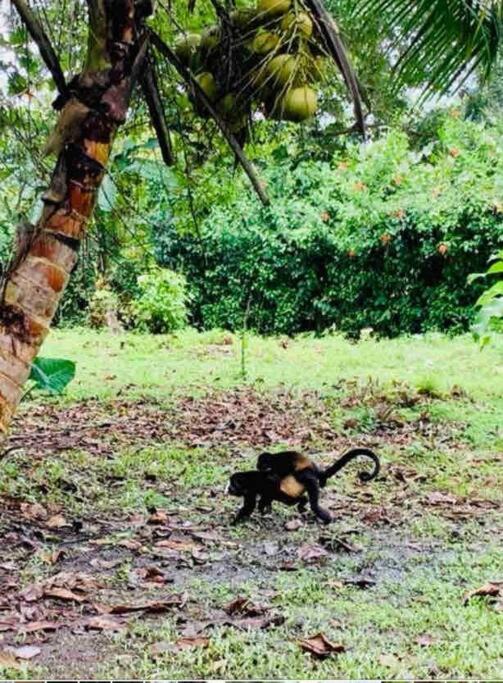 Photo of Others in Punta Uva