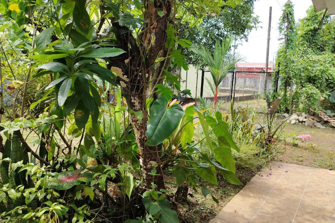 Photo of Others in Puerto Viejo de Talamanca
