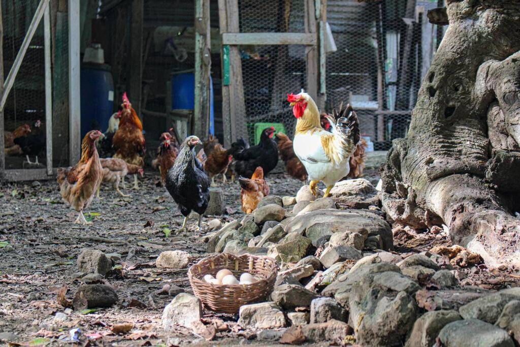 Photo of Others in Escamequita
