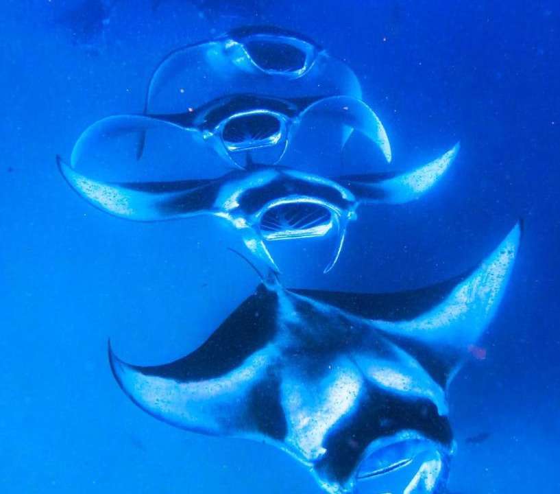 Photo of Others in Dharavandhoo