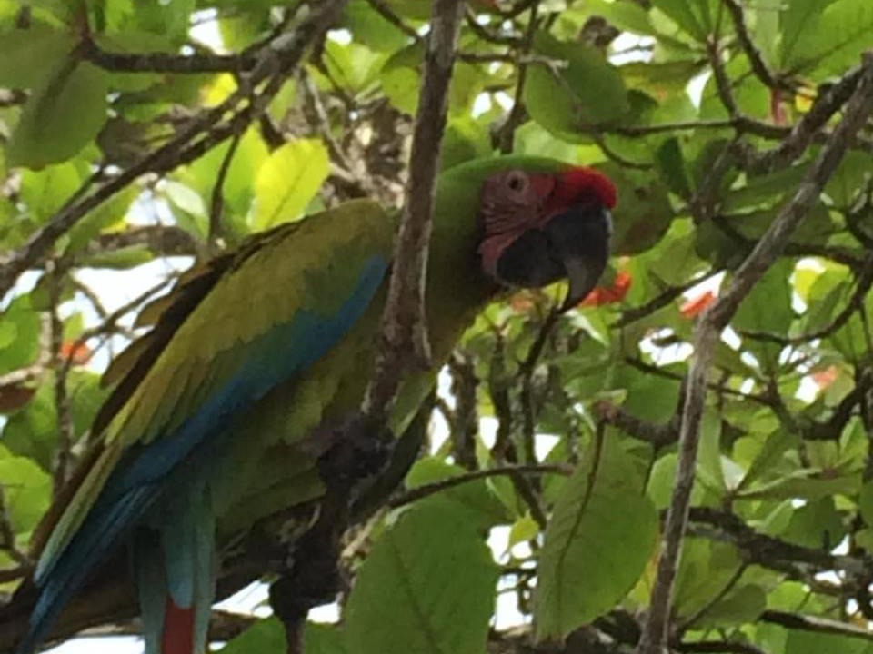 Photo of Others in Manzanillo