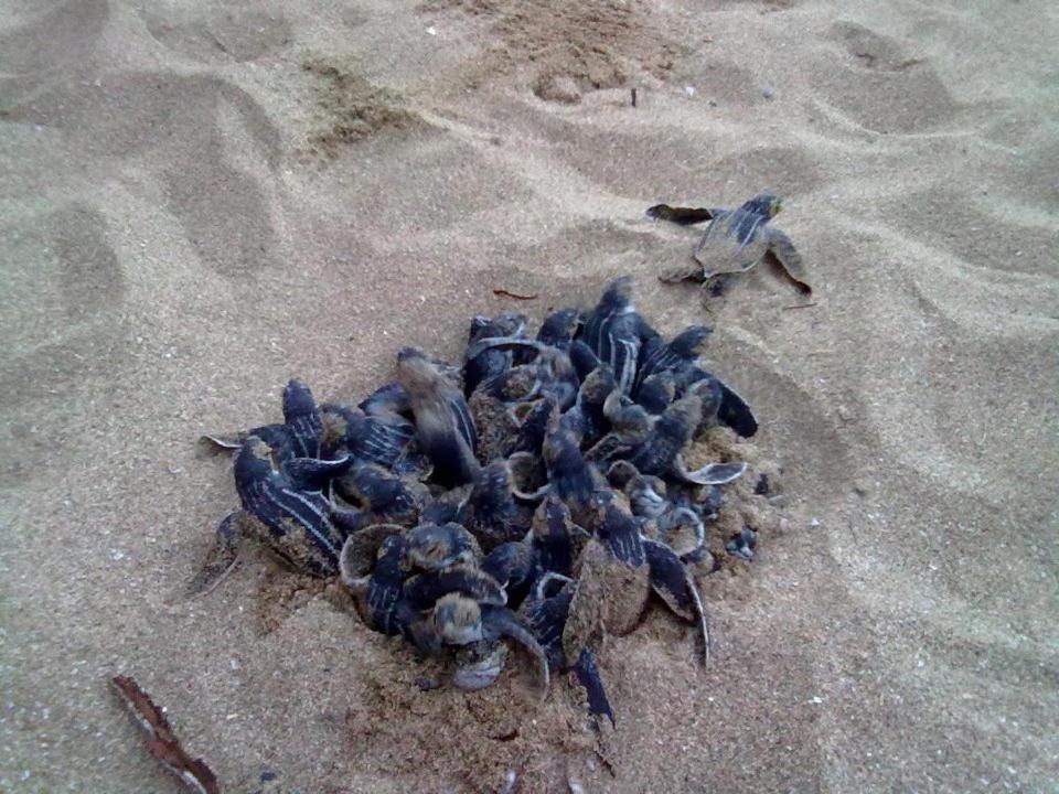 Photo of Others in Manzanillo