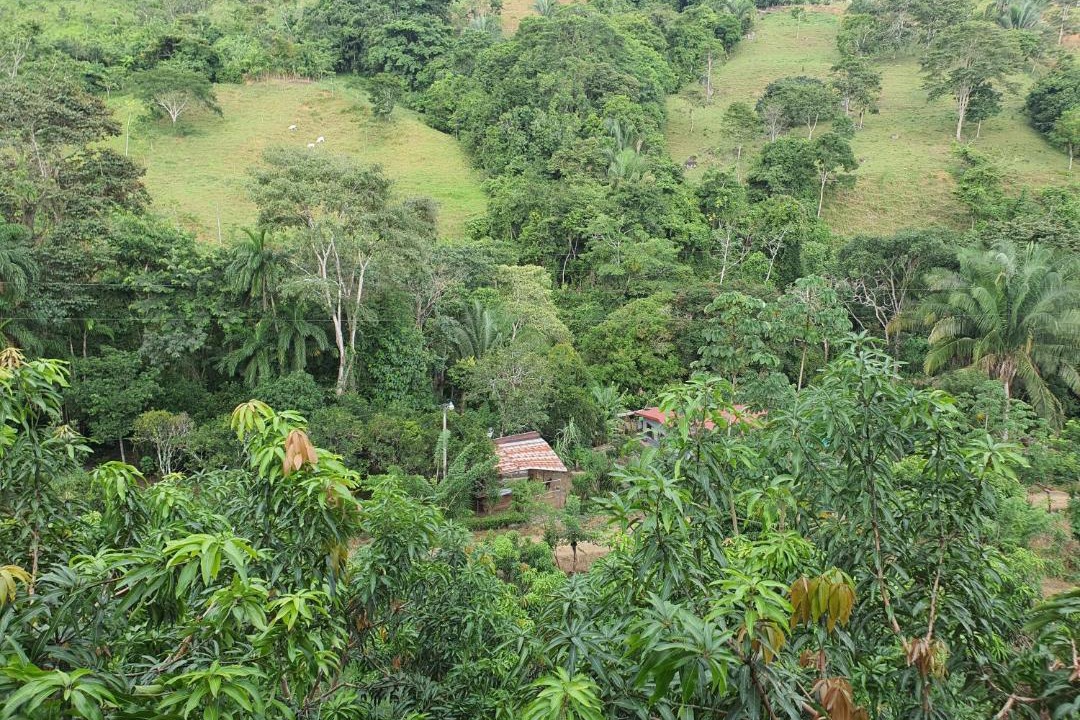 Photo of Others in Pejibaye