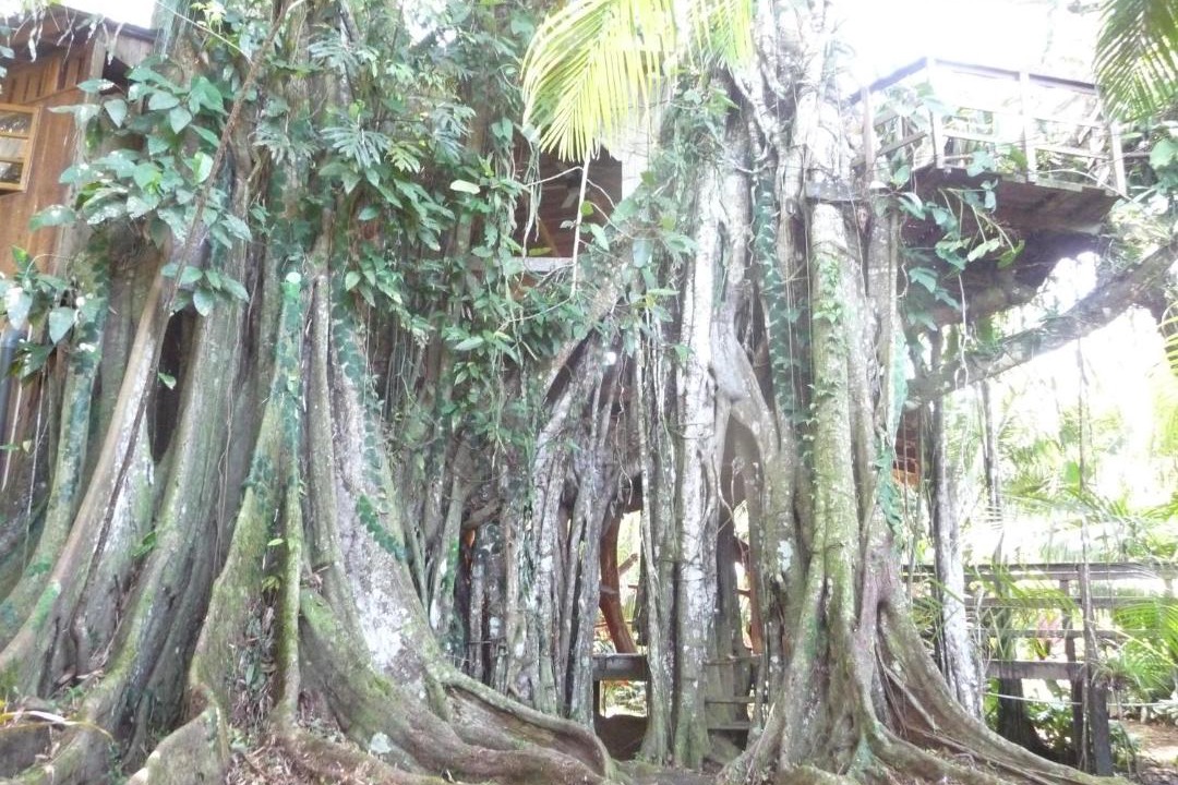 Photo of Buildings in Cahuita