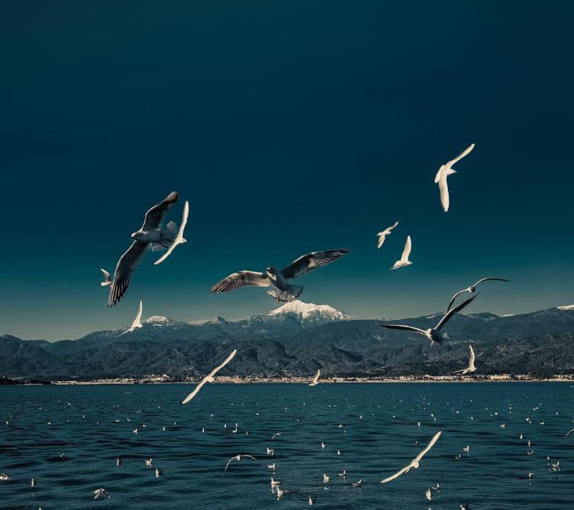 Photo of Others in Morro Bay