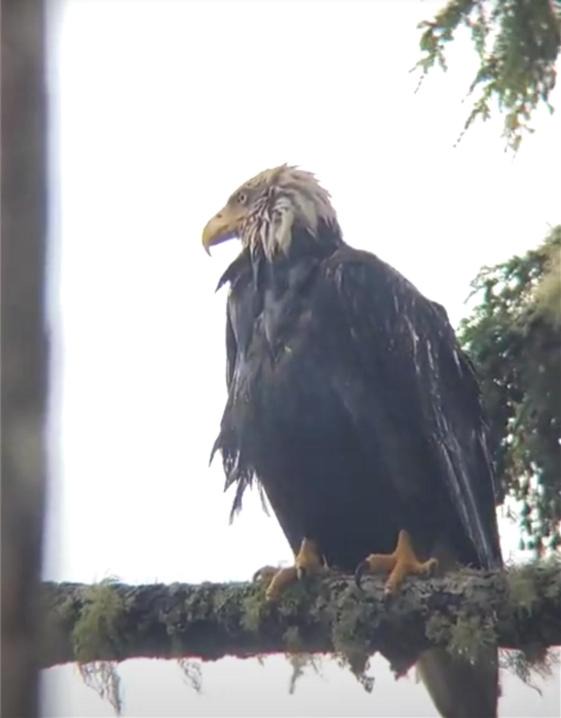 Photo of Others in Ucluelet