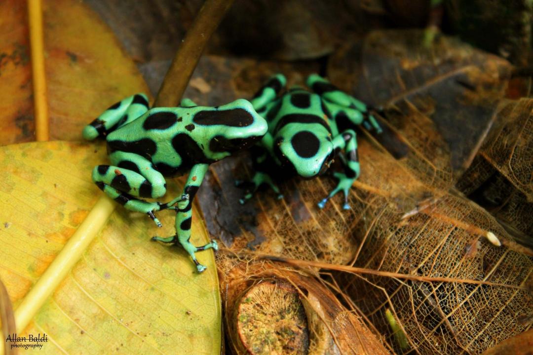 Photo of Others in Cahuita