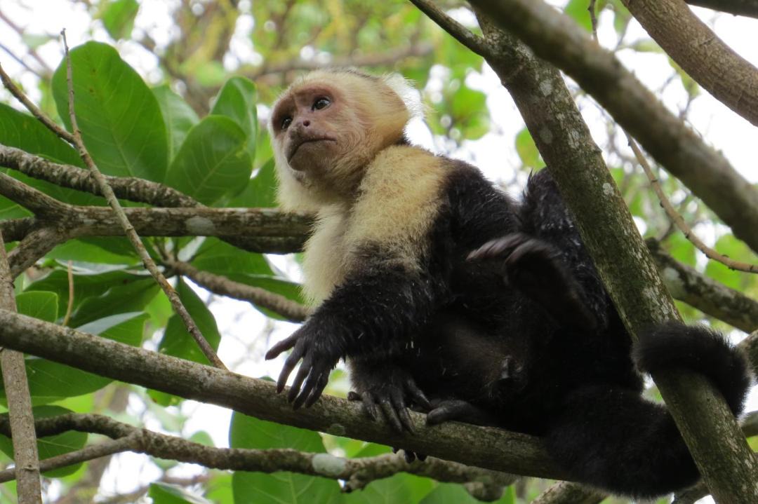 Photo of Others in Cahuita