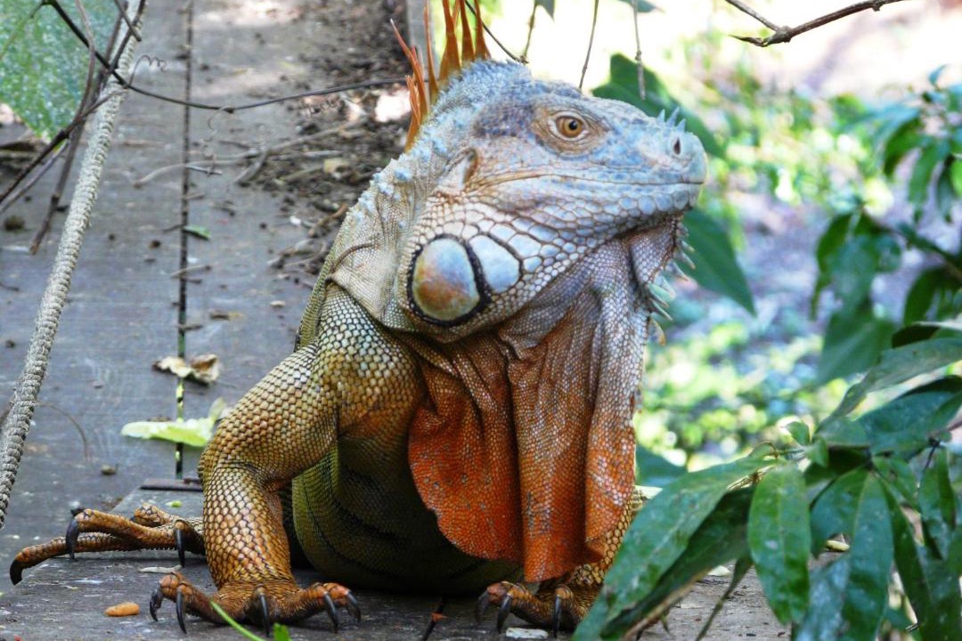 Photo of Others in Cahuita