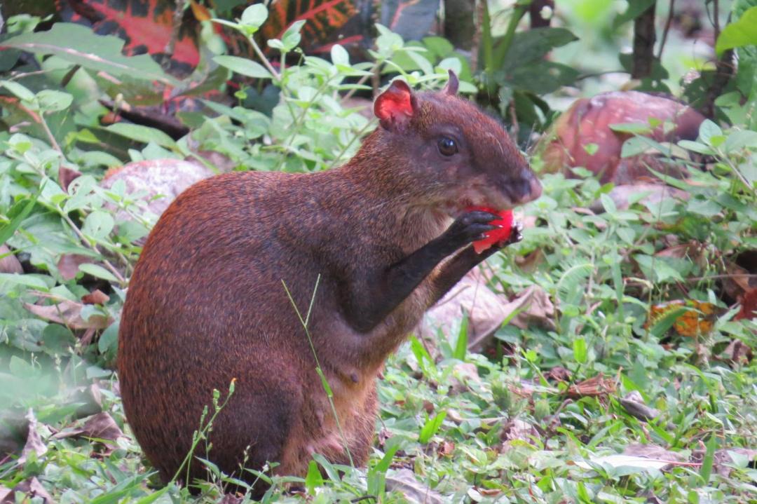 Photo of Others in Cahuita
