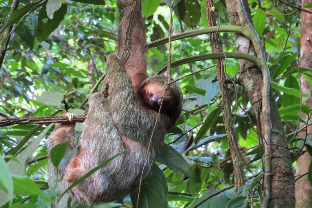 Photo of Others in Cahuita