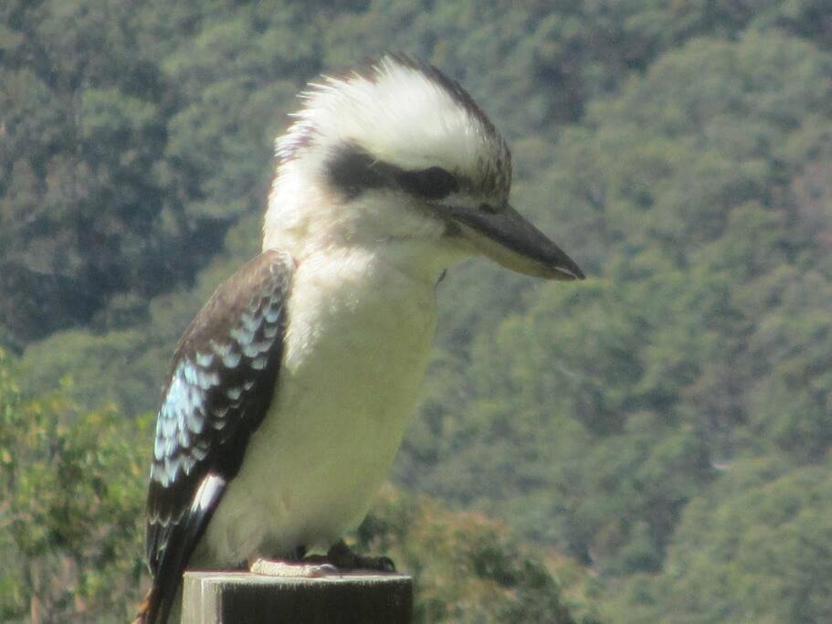 Photo of Others in Bonogin