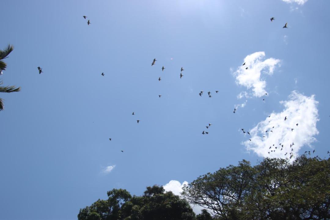 Photo of Others in Merida