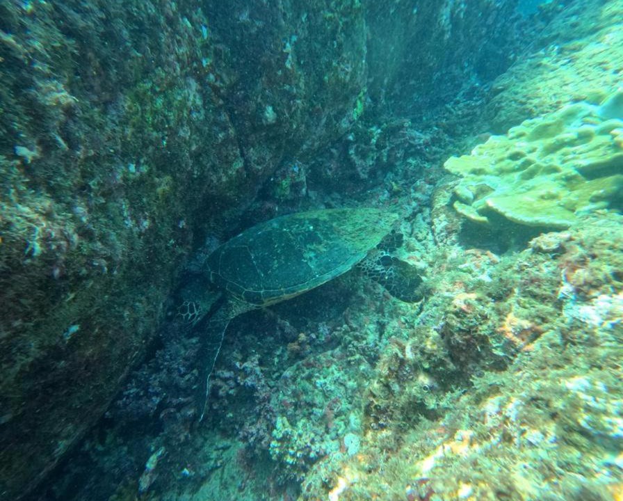 Photo of Others in Drake Bay