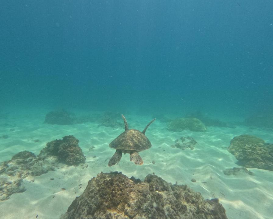 Photo of Others in Drake Bay