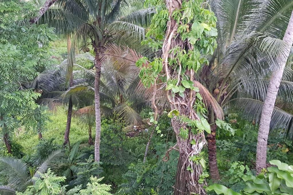 Photo of Others in Suva