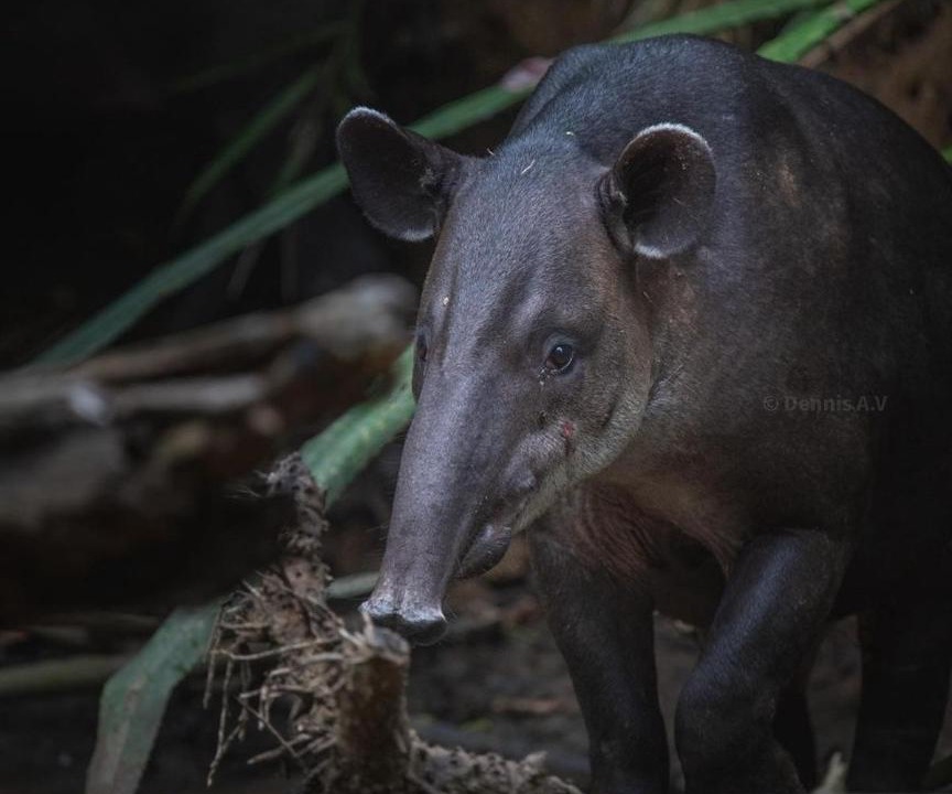 Photo of Others in Drake Bay