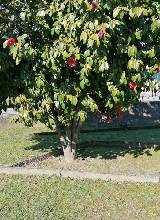Photo of Outdoor in Santa Comba Dao