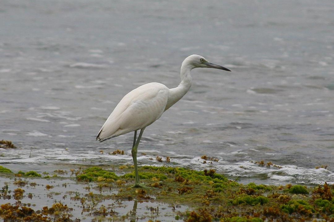 Photo of Others in Puerto Viejo de Talamanca
