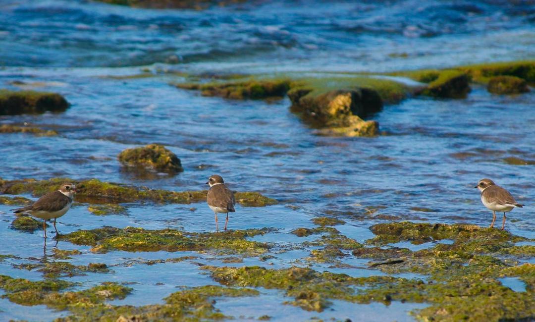 Photo of Others in Puerto Viejo de Talamanca